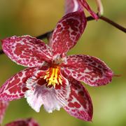 Un fiore di orchidea