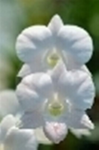 Fiori di Orchidea bianca