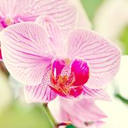 malattie orchidee