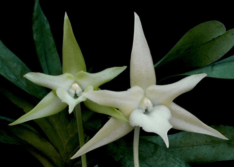 Un esemplare di Aegraecum Sesquipedale