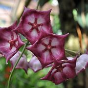 orchidee rare