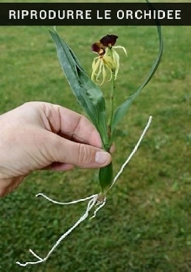 riprodurre orchidee