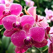 pianta di orchidea