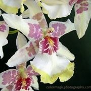orchidea cambria.