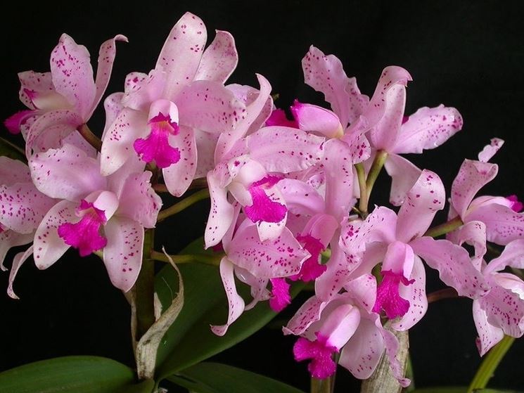 Orchidea cattleya