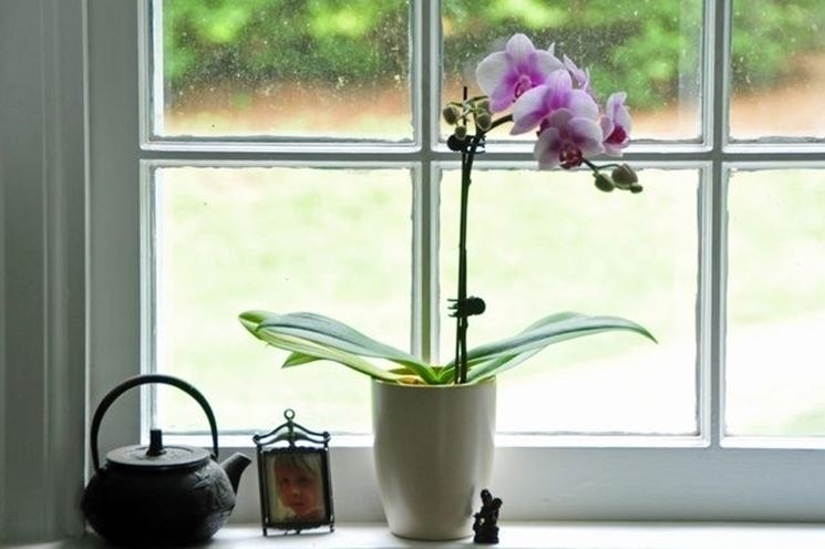 Pianta di orchidea vicino a fonte di luce