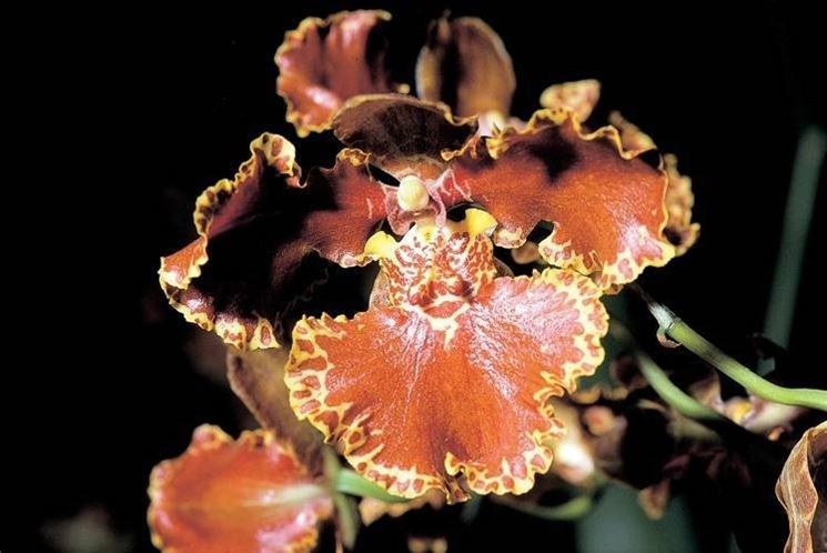 Orchidea Oncidium rossa