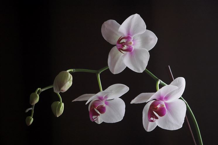 Irrigazione dell'Orchidea Phalaenopsis