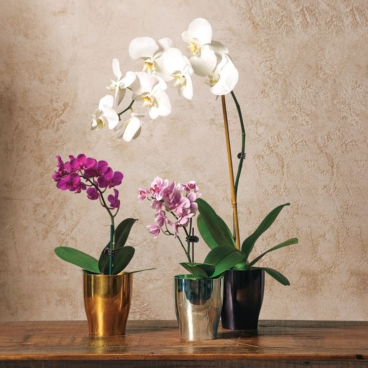 Orchidea Phalaenopsis in vaso