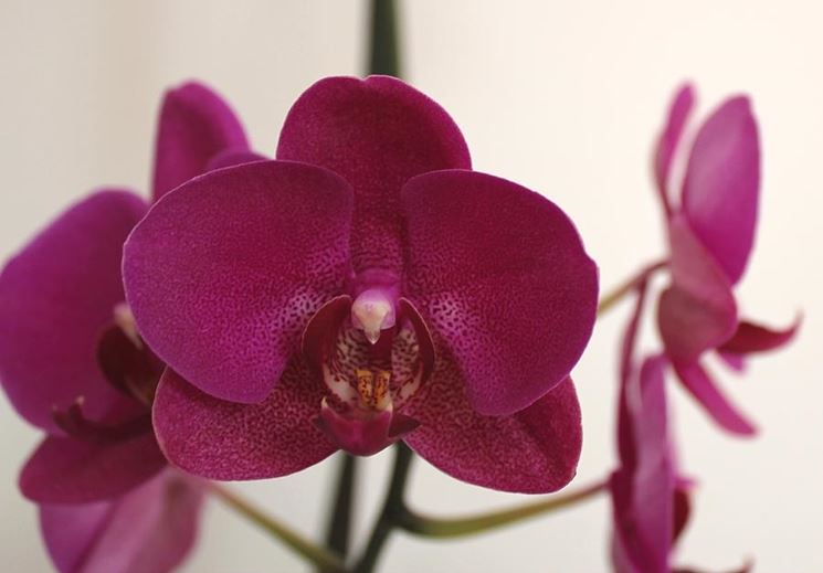 concimare Orchidea Phalaenopsis