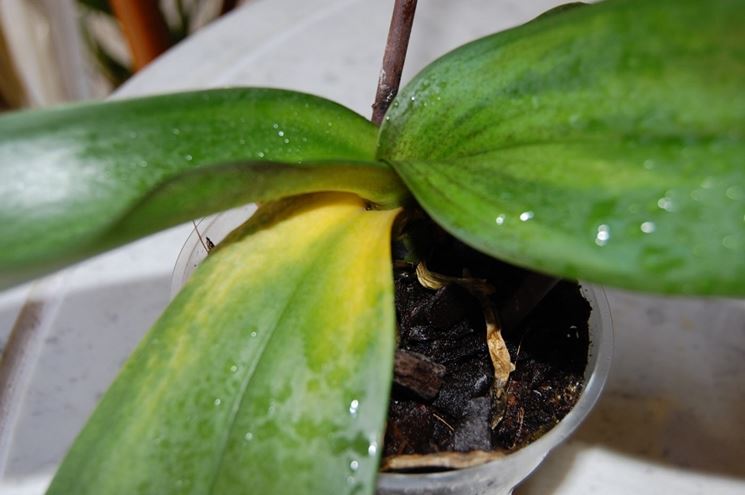 Ingiallimento delle foglie dell'Orchidea Phalaenopsis