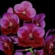 orchidea vanda