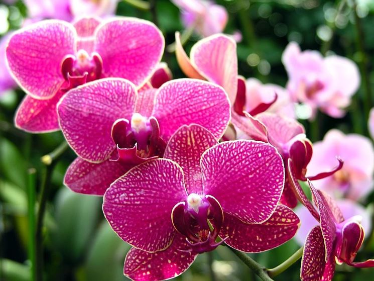 fiori orchidee