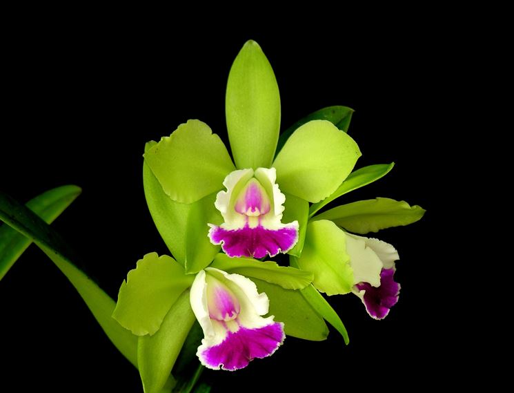 Orchidea verde