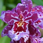 Orchidea Cambria porpora e rosa