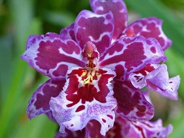 Orchidea Cambria porpora e rosa