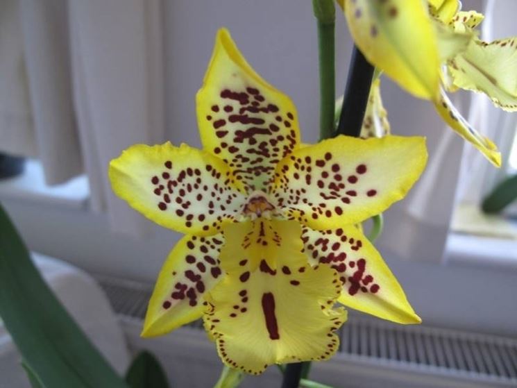 Un'orchidea Cambria di colore giallo