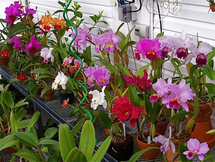 Coltivazione delle orchidee cattleya in serra