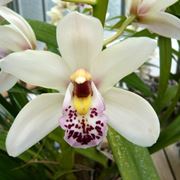 Orchidee Cymbidium bianche