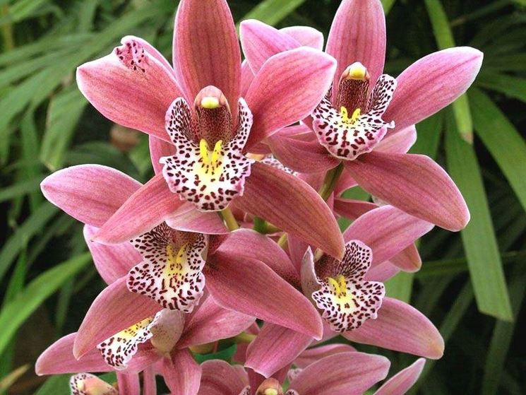 Orchidea Cymbidium viola con striature bianche