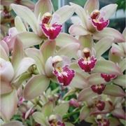 orchidea cymbidium prezzi