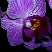 fiore di una mini orchidea.