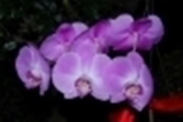 Fiori di orchidea mini