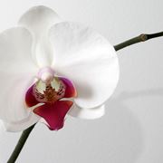 insieme di orchidee.