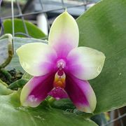 riproduzione orchidee