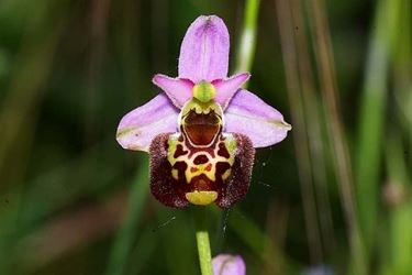 Un esemplare di orchidea selvatica