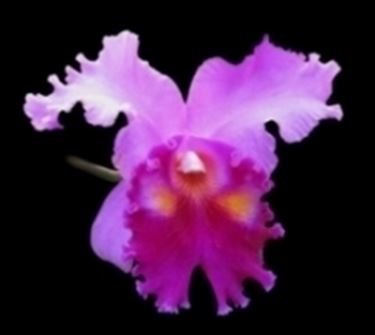 orchidea rosa e viola.
