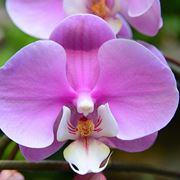 potare le orchidee