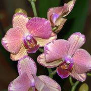 come curare un orchidea