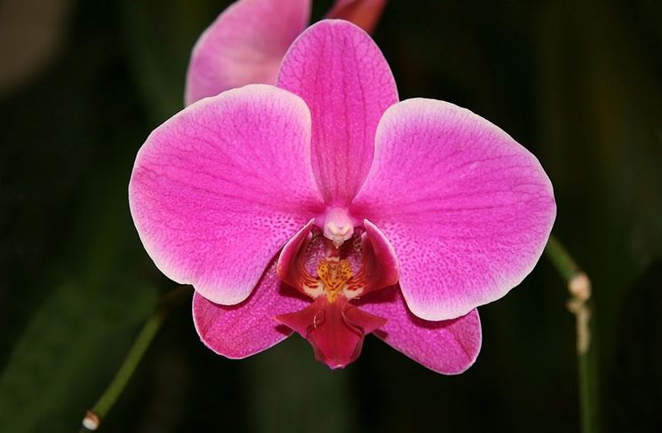 Un'orchidea del genere Phalaenopsis