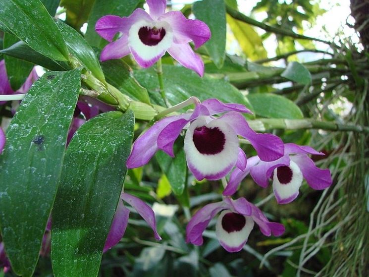 Un'orchidea del genere Dendrobium