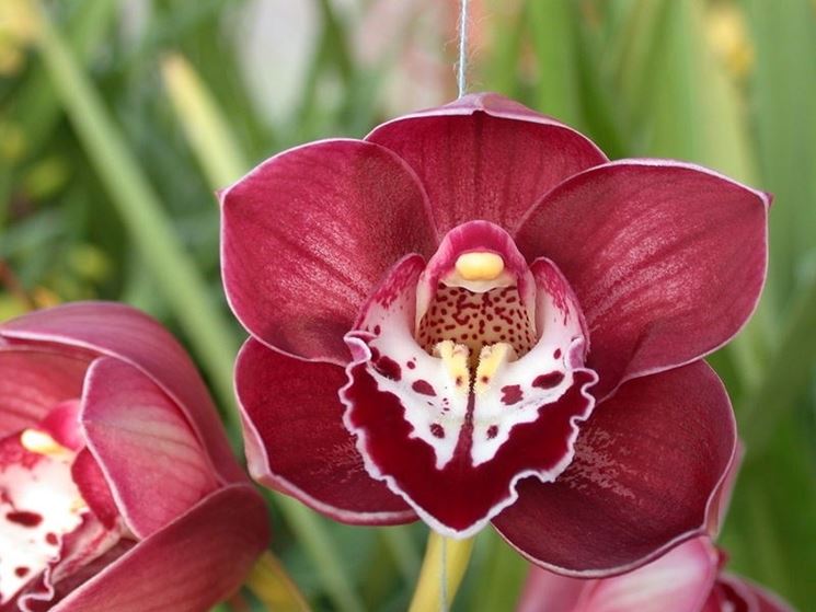 Un'orchidea del genere Cymbidium
