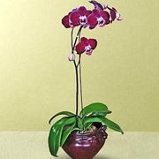 vasi trasparenti per orchidee