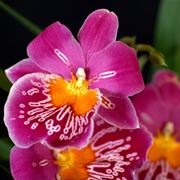 Orchidea miltonia