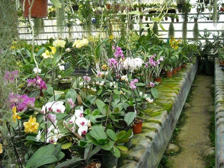Orchidee in serra