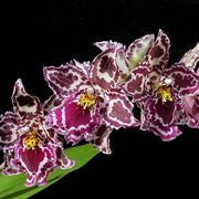 Orchidea: Odontoglossum