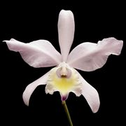 primo piano orchidea.