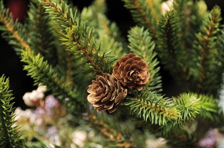 Risultati immagini per albero natale vero