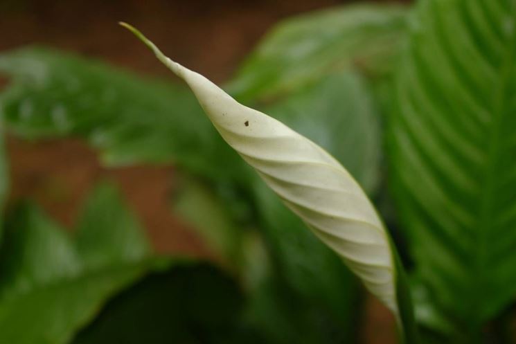 Fiore di <em>anthurium bianco</em> non ancora sbocciato