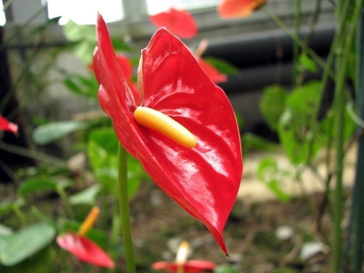 Anthurium - La pianta di Cupido