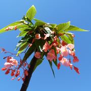 begonia argentata