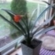 Un esempio di pianta di Clivia da appartamento tenuta in un vaso