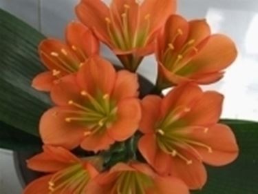 Un esempio di fiore che troviamo sulle piante di Clivia