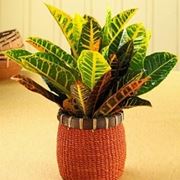 Un esempio di pianta di Croton da appartamento tenuta in un vaso