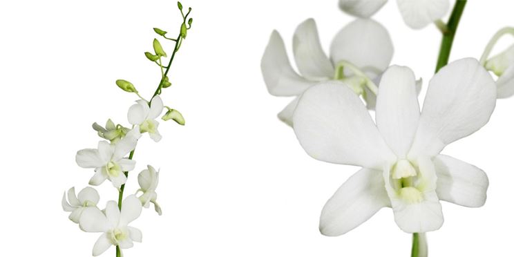 orchidea dendrobium bianca
