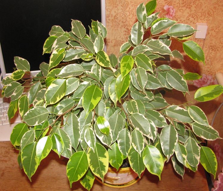 Ficus interno